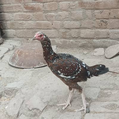 aseel Pakistani