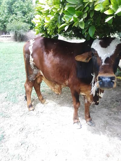 wehra for sale kheera