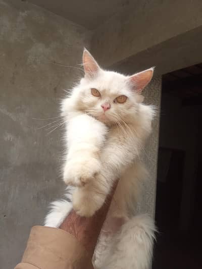 pwrshian cat