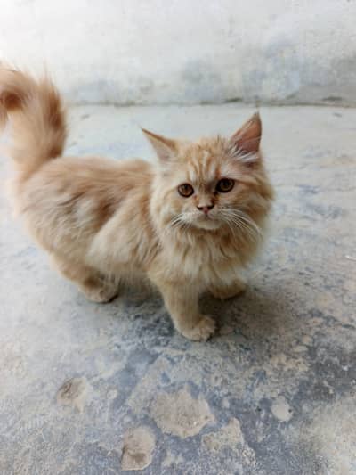 orange persian