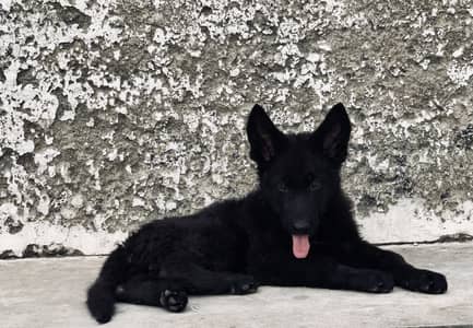 Pure German Shepherd Female Puppy – Black Coat | 2 Months Old
