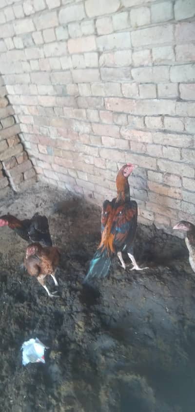 aseel murga murgia for sale