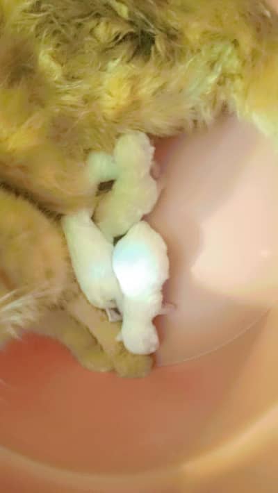Vip orijional Persian cat urgent sale