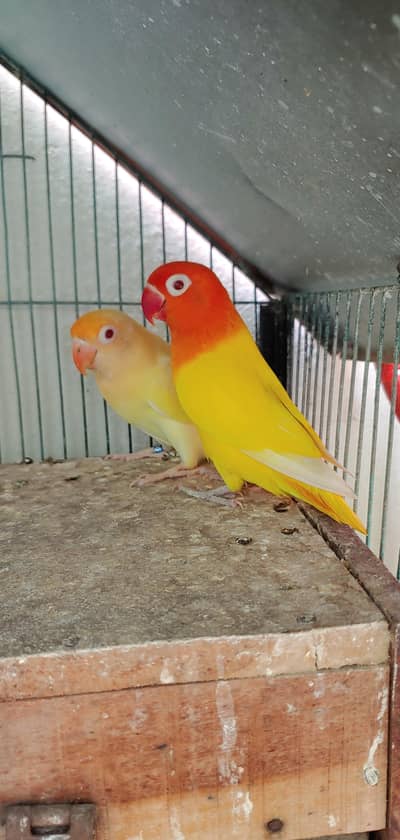 lotino opline parblue opline albino red eye