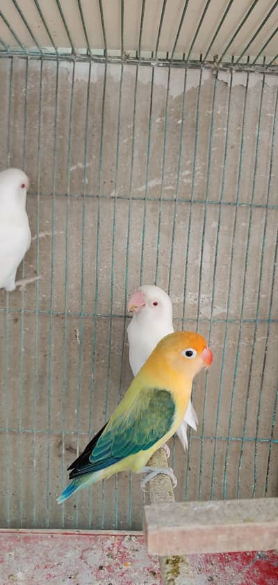 parblue opline albino red eye