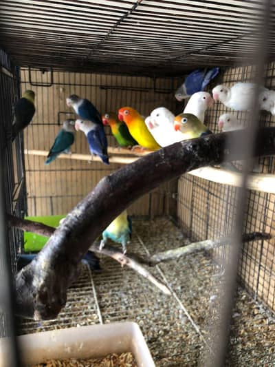 breeder birds for sale
