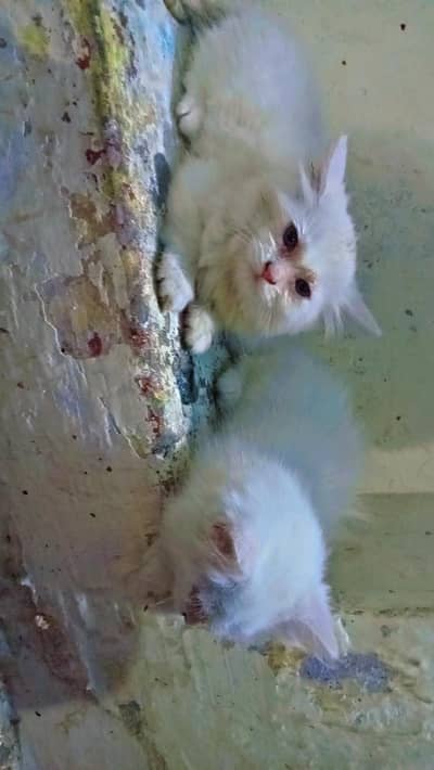 beautiful persion kitten pair available phone number 03147670258