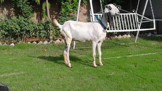 Betal bakri sath 2 male bachy