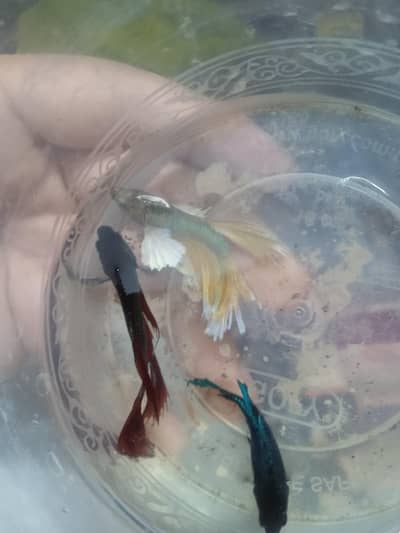Betta breeder pair with free aquarium