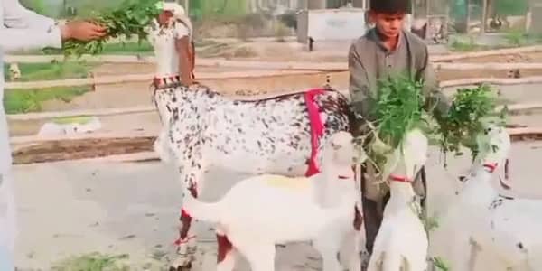 Desi Bakri 3 beachon ke Seth for sale WhatsApp 03106417029