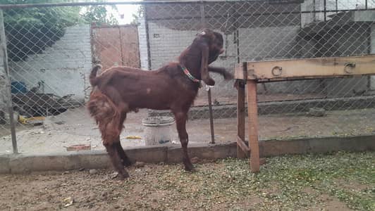 Pathwari betal male breedr