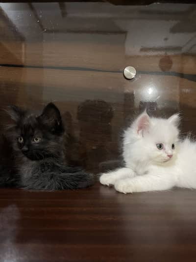 Persian kitten , Triple coated, punch face cat