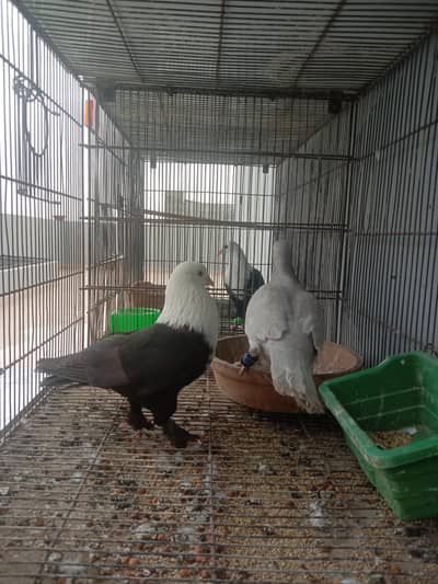 karbalaei gandedar male breeder