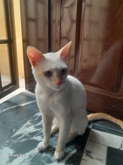 urgent for sale