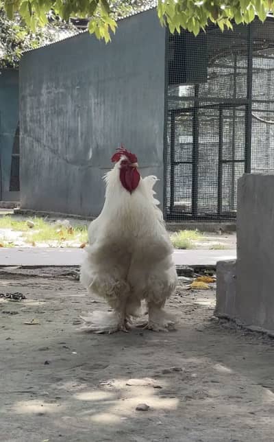 Fancy eggs & chicks