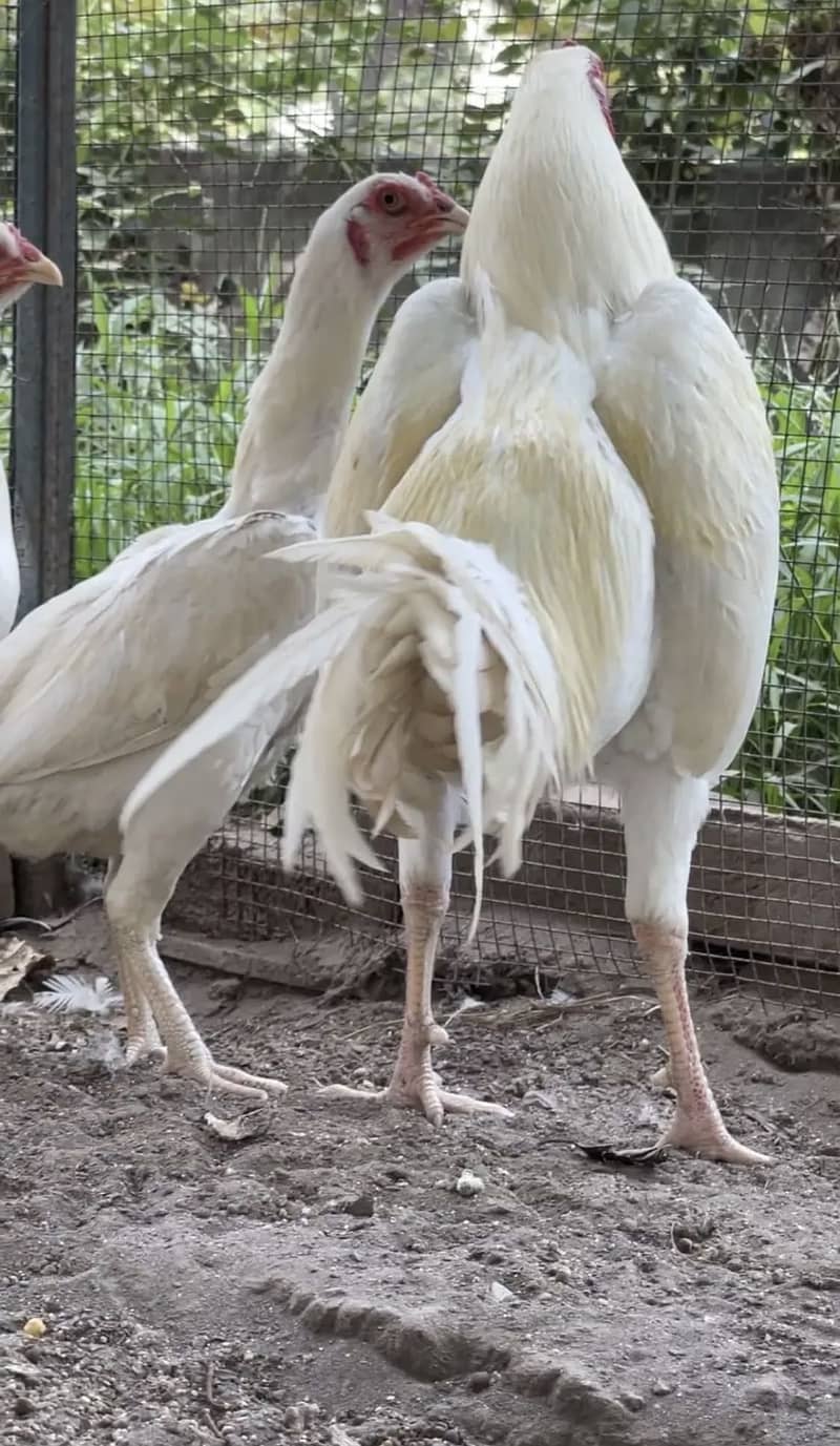 Fancy eggs & chicks 1