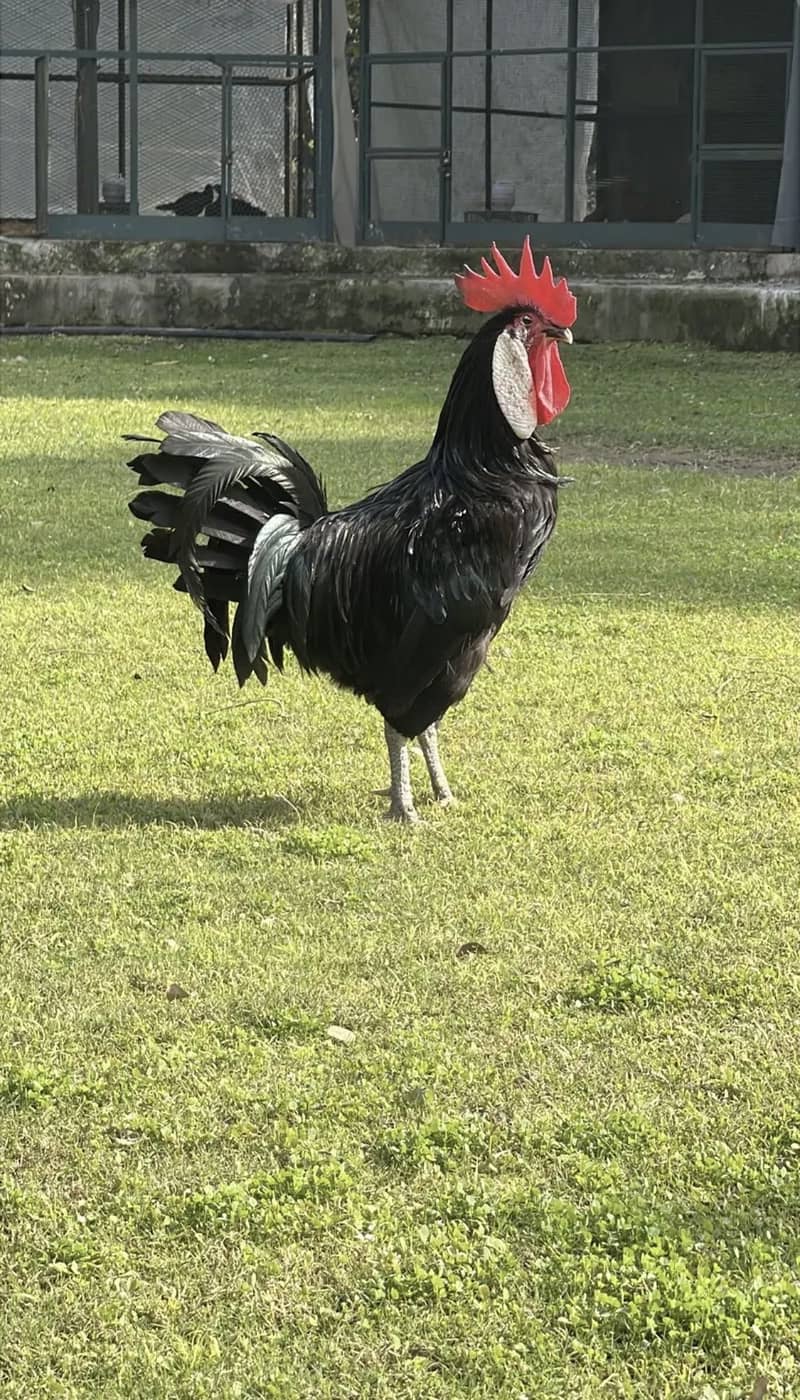 Fancy eggs & chicks 2