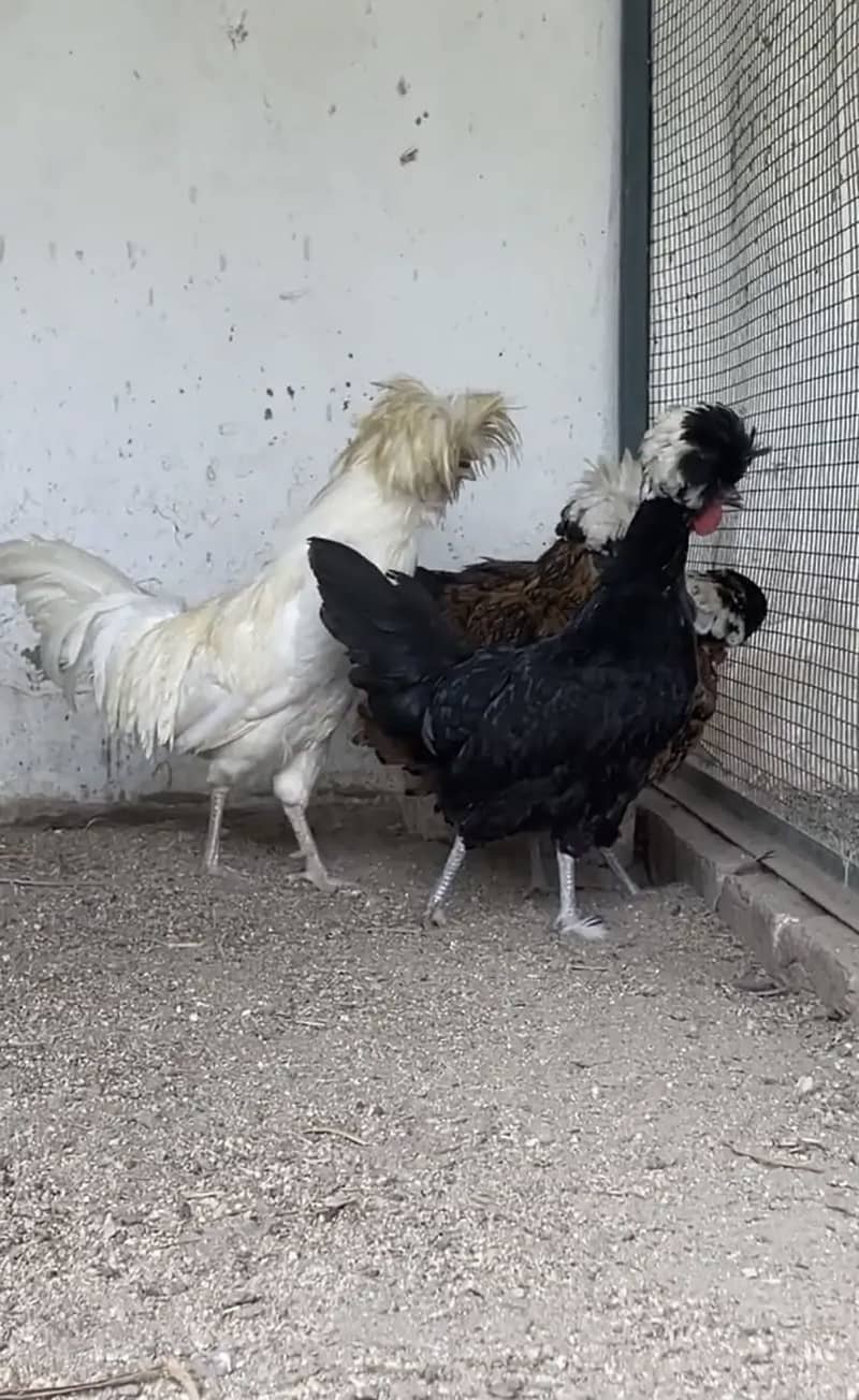 Fancy eggs & chicks 3