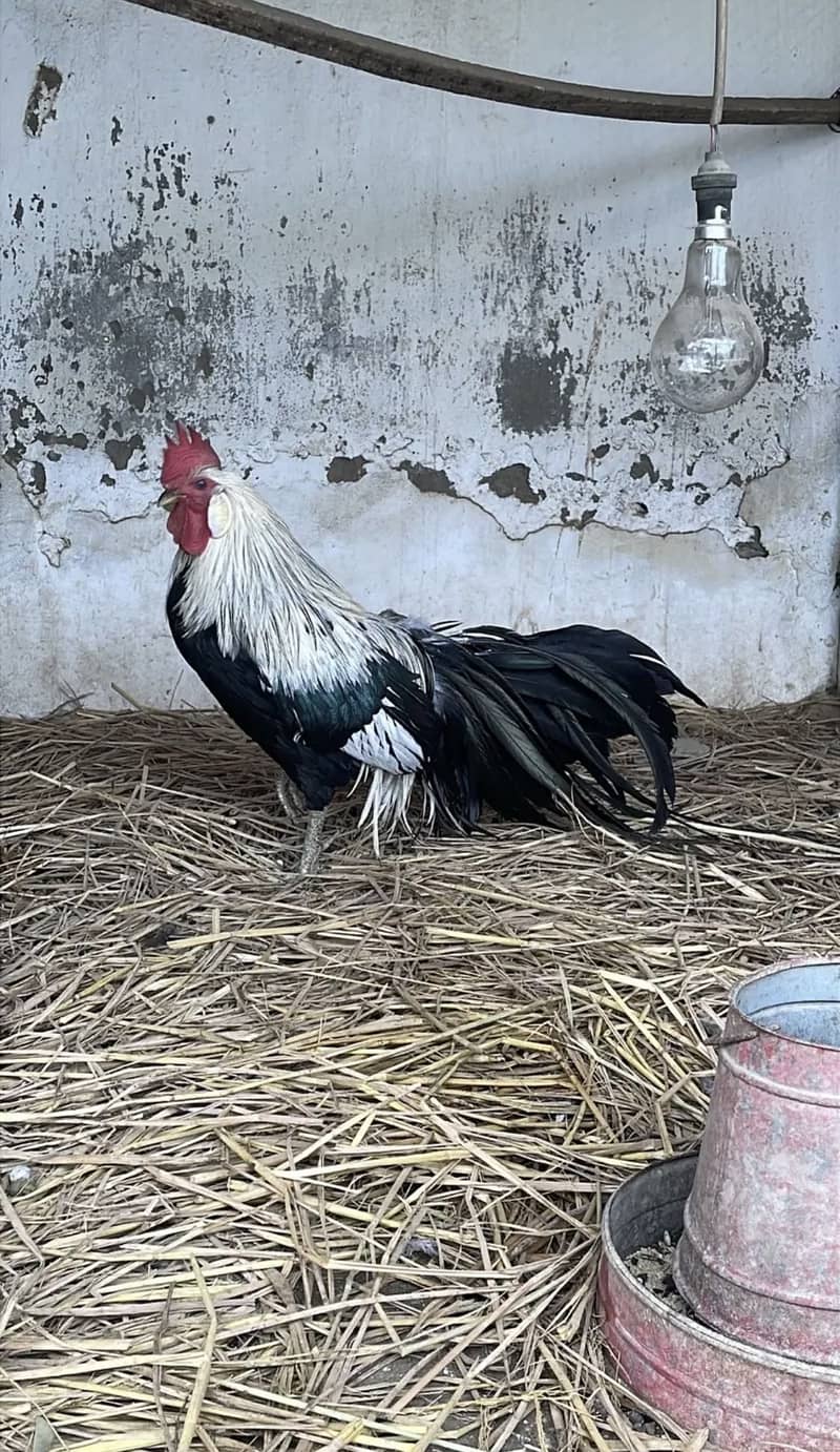 Fancy eggs & chicks 4