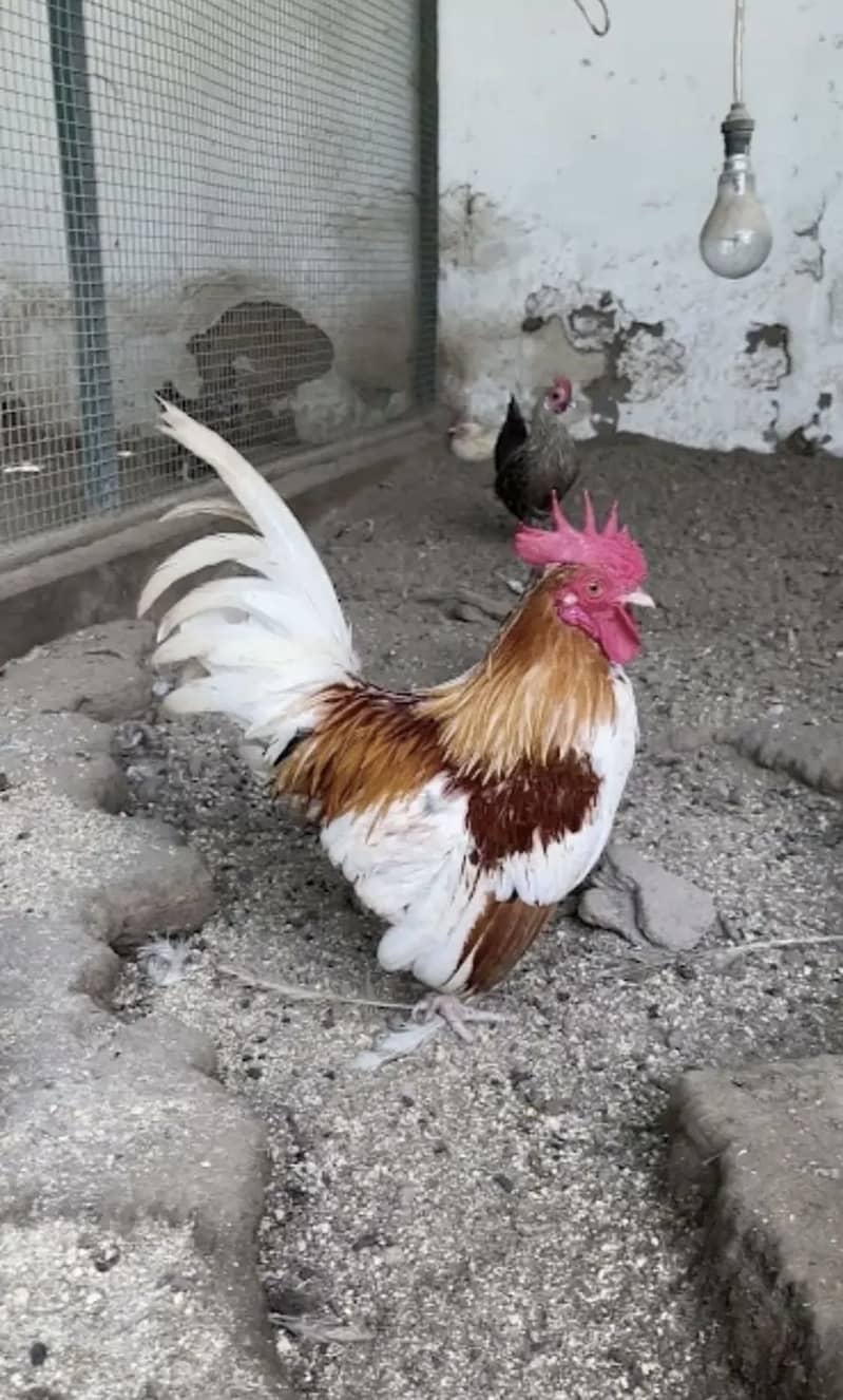 Fancy eggs & chicks 5