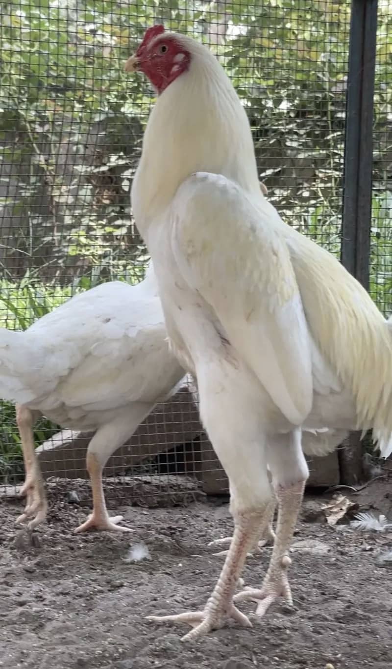 Fancy eggs & chicks 6