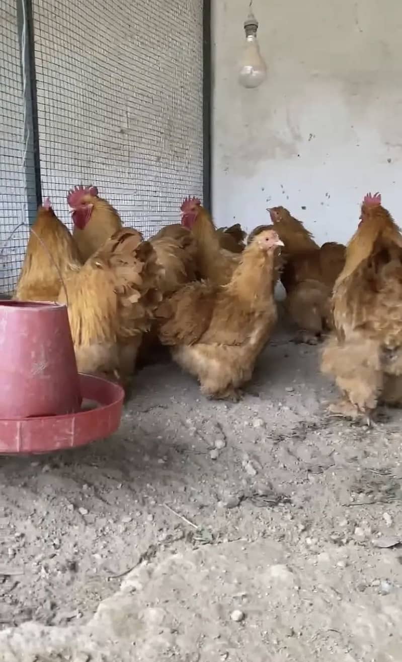 Fancy eggs & chicks 7