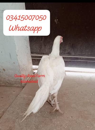 Heera pair White bloodline