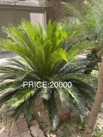 Kangi pam, Fan Pam(Washingtonia Pam)