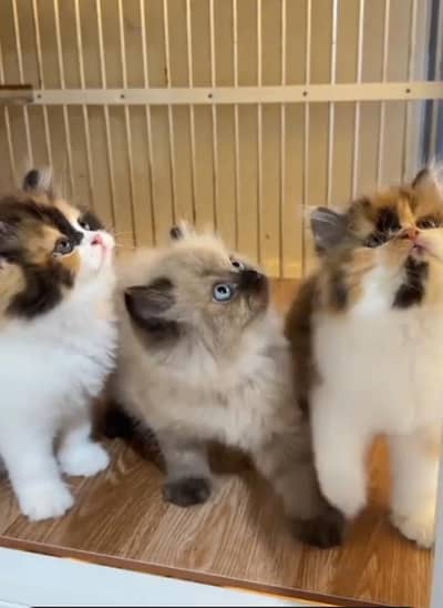 Persian cat triple kot,for sale,my WhatsApp 03481292582
