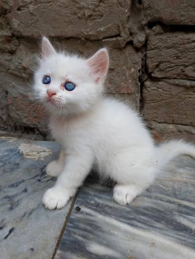 parsian calts
