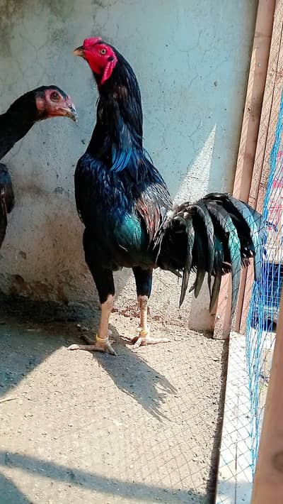 Thai pakoya pair active and healthy murghi Andy dy rhi hain