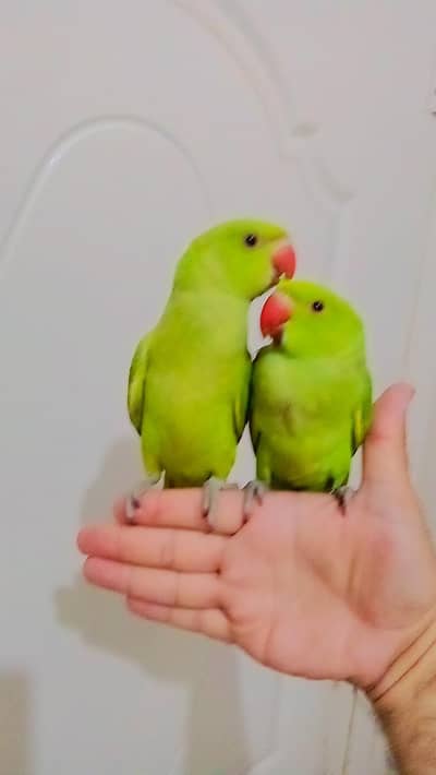 single 7000 pair 14000 Green parrot handtame