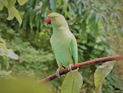 Parrot