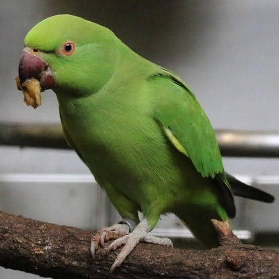 Parrot 1