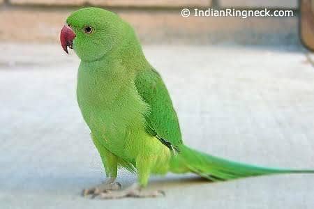 Parrot 2