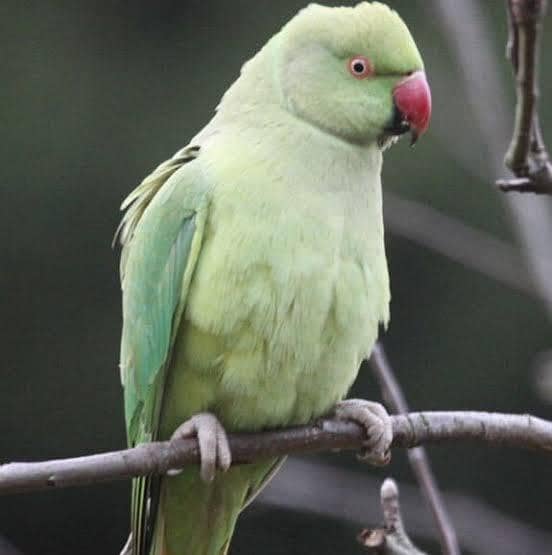 Parrot 3