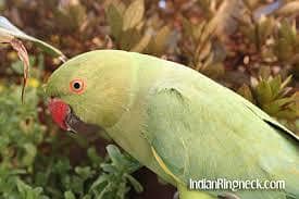 Parrot 4
