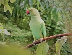 Parrot 5