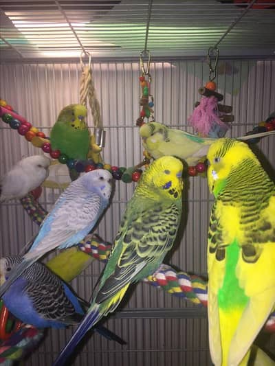 healthy budgies for sel