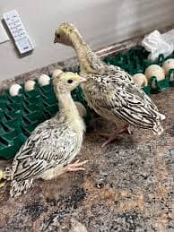 Turkey birds | Turkey chicks| black Turkey | red Turkey | all colours