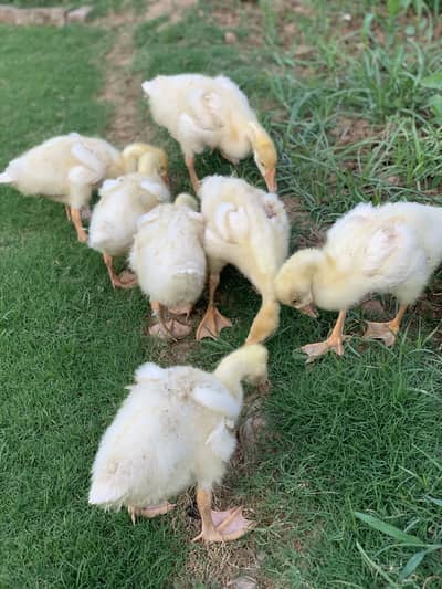 Long neck bid size duck chicks