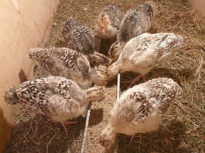 Turkey birds | Turkey chicks| blue Turkey | white Turkey | all colours