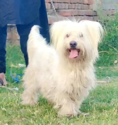 Poodle female for sale