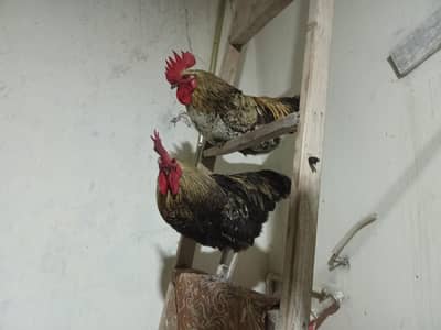 Misri Rooster