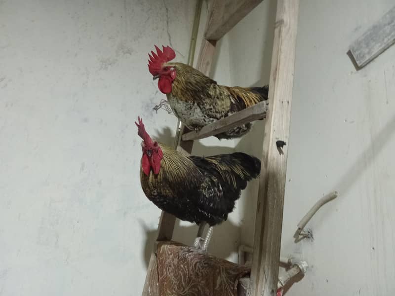 Misri Rooster 0