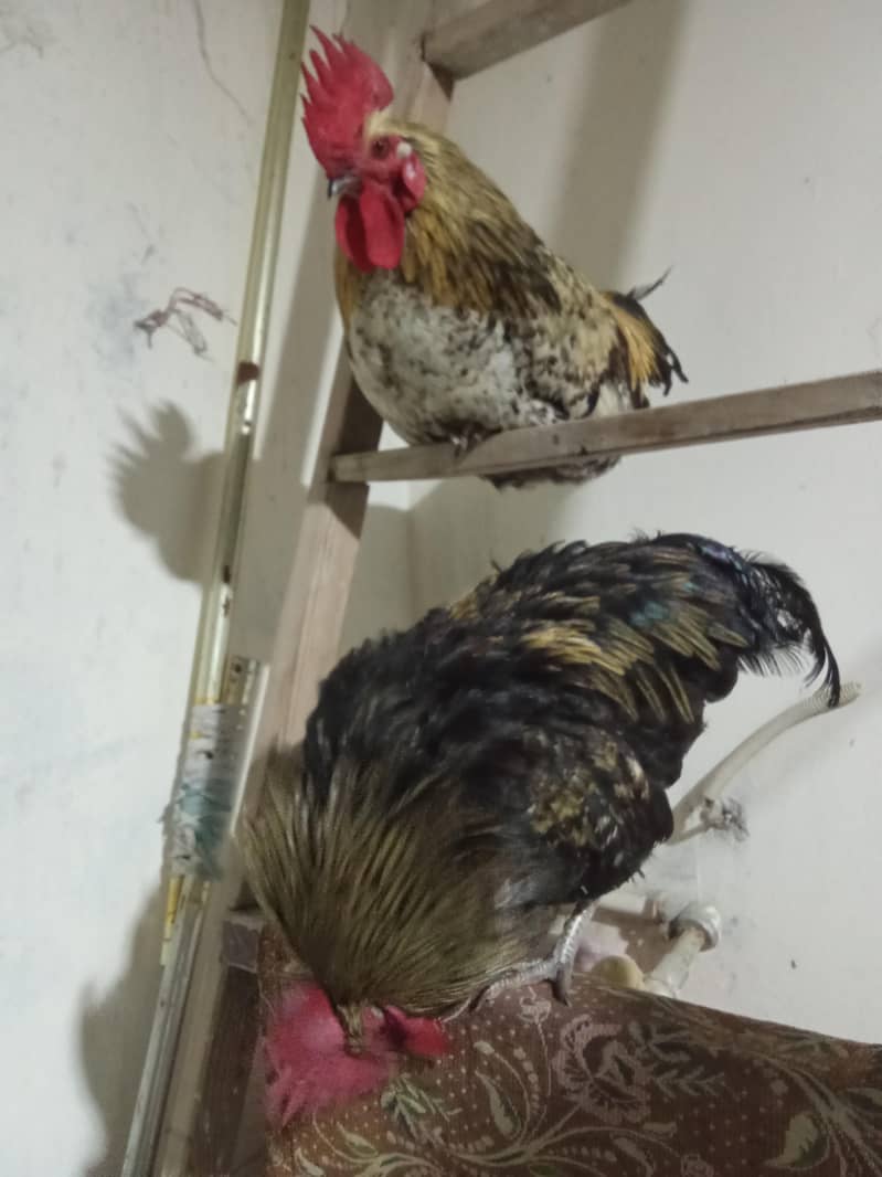 Misri Rooster 1