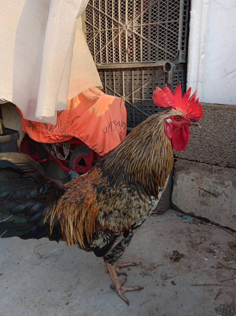 Misri Rooster 2