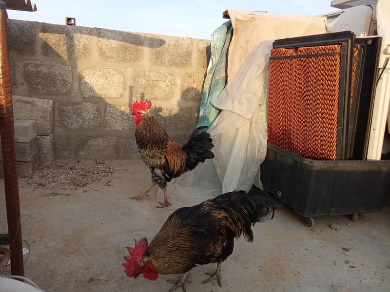Misri Rooster 3