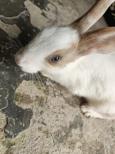 White Rabbits 3 Months Age