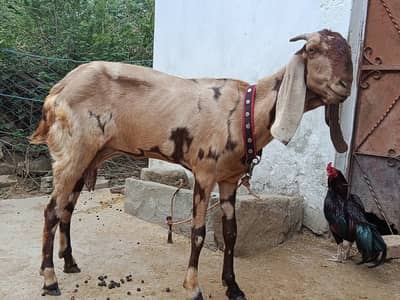 Shari bakri 3rd time bachy dya Hoy hns